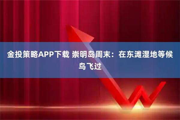 金投策略APP下载 崇明岛周末：在东滩湿地等候鸟飞过